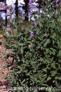 Nepeta 'Pool Bank'                                